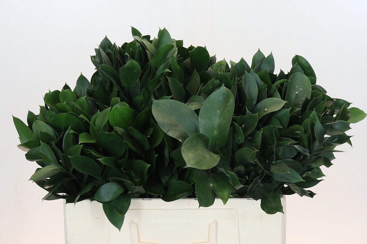 Рускус Израильский 55, шт.