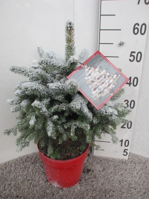Picea Super Blue 60 cm P23 sneeuw, D 23 cm