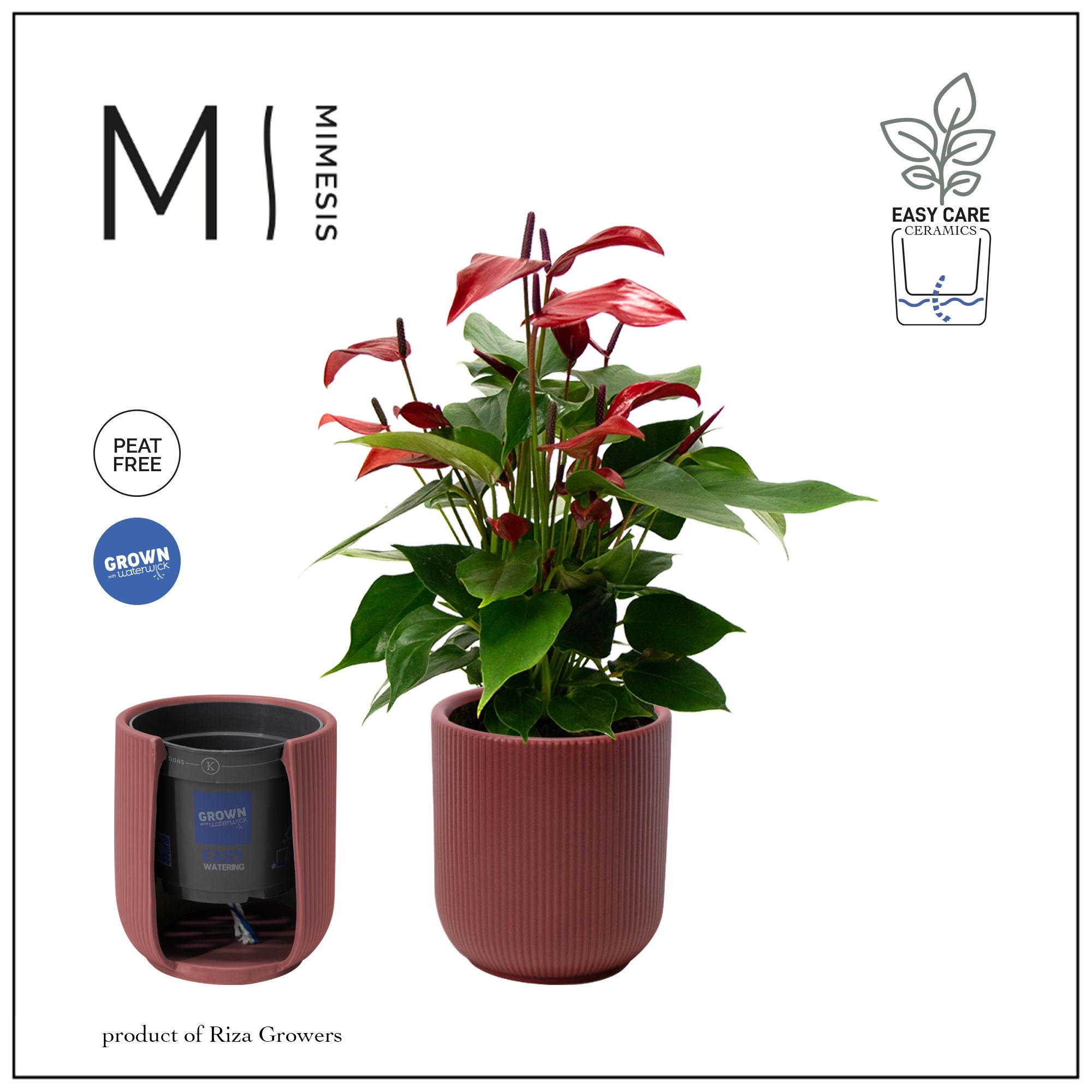 Mimesis Anthurium KARMA Lava - Atlanta Burgundy, D 12 cm