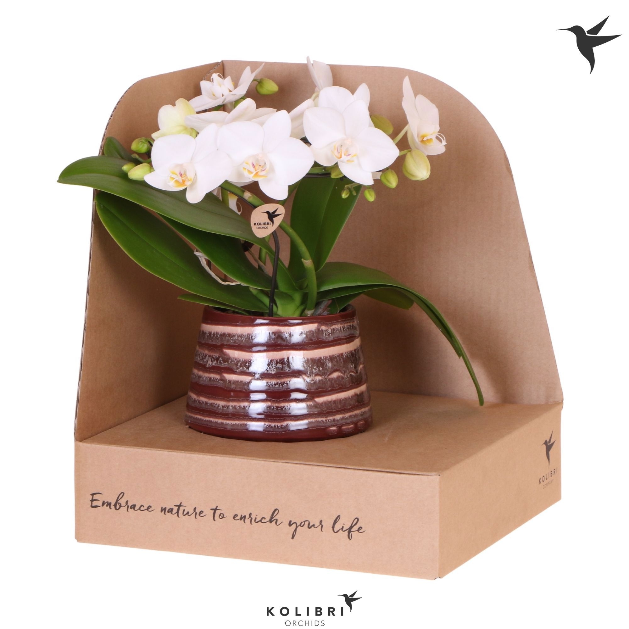 Kolibri Orchids Phalaenopsis Halo white in Moonstone pot red in showbox, D 9