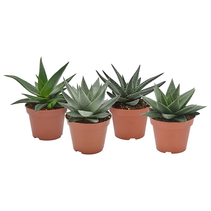 Haworthia mix, D 10,5 cm