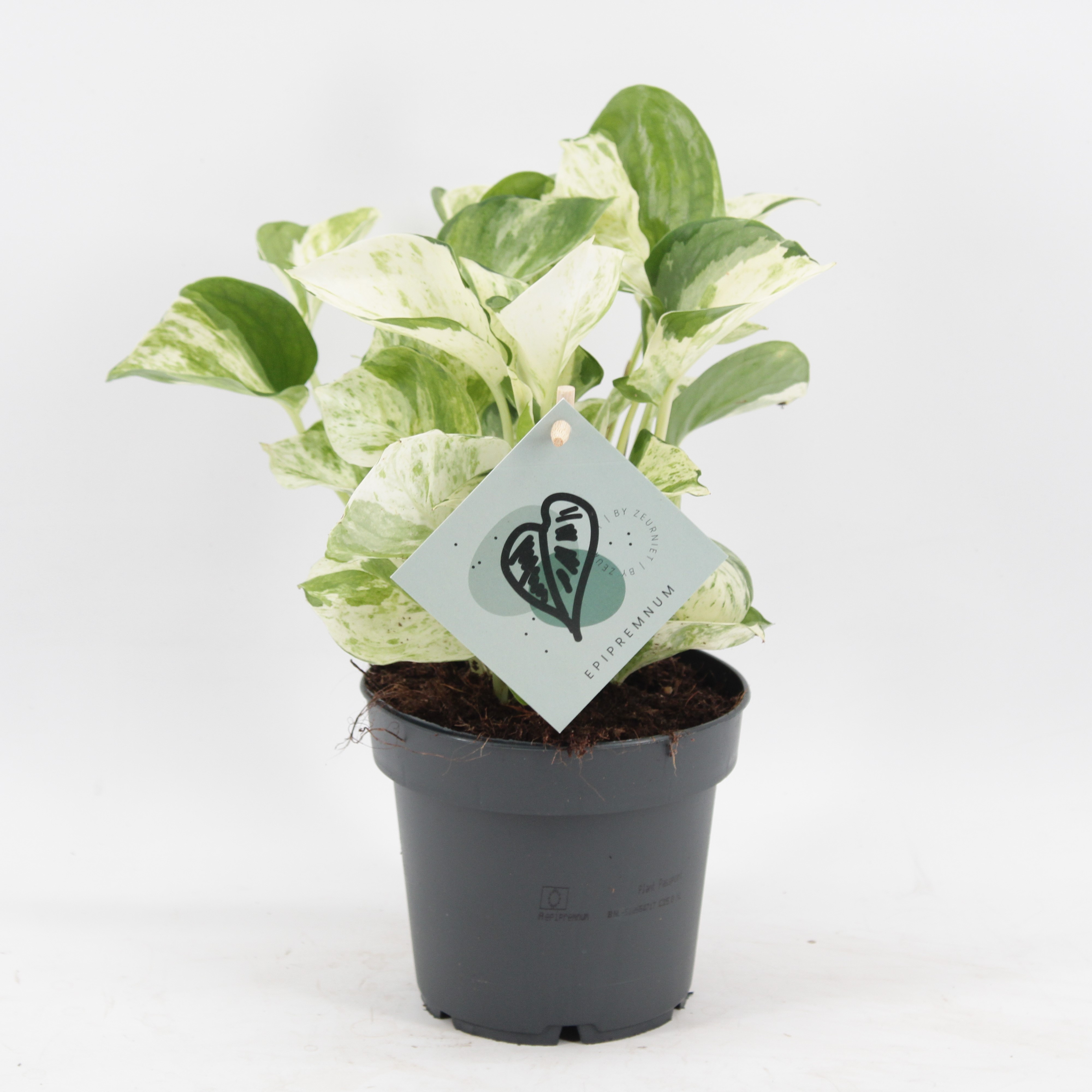 Epipremnum Manjula, D 12