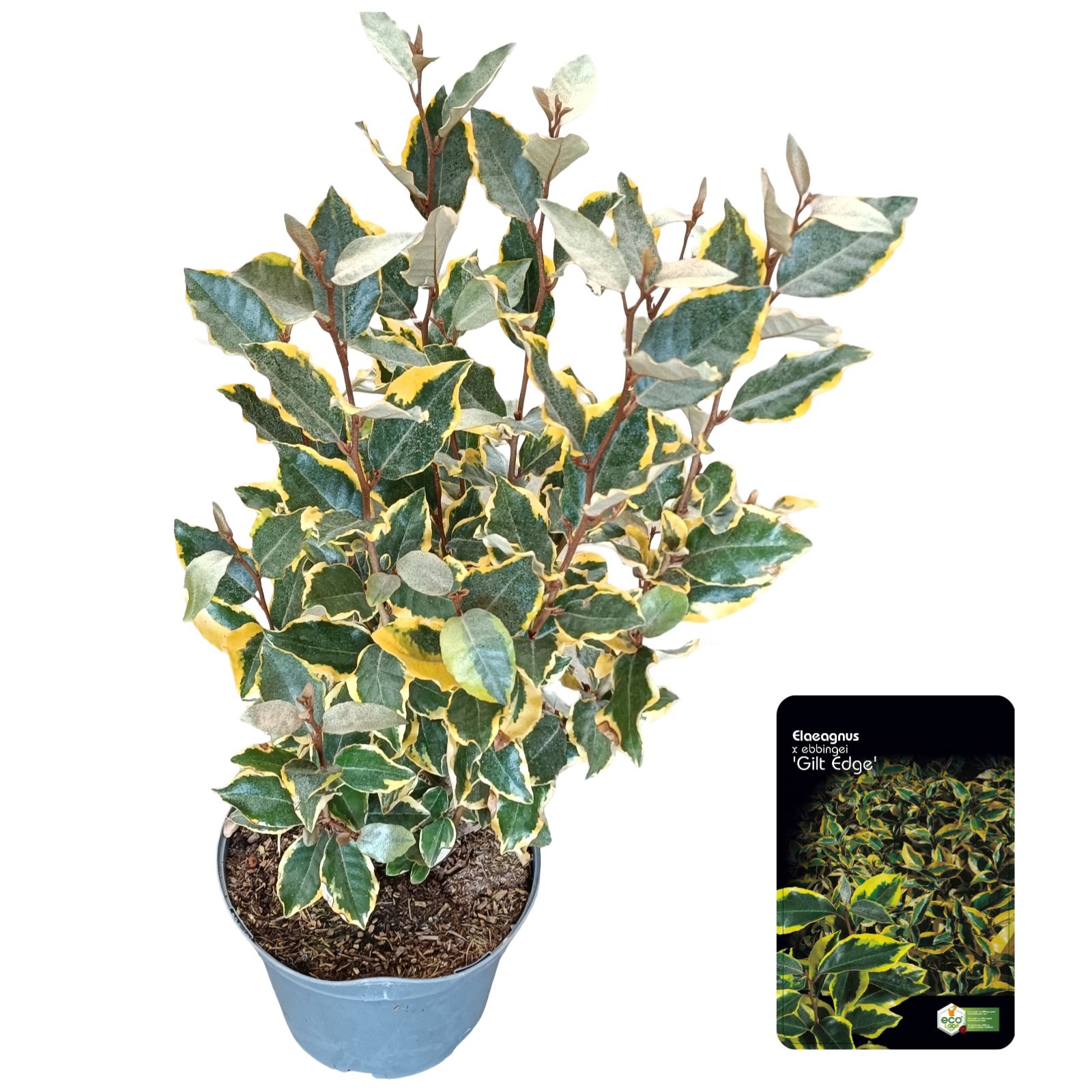 Elaeagnus ebb. 'Gilt Edge' C5, D 23 cm