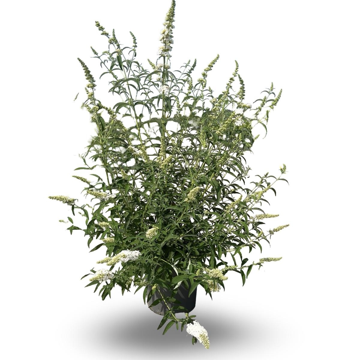 Buddleja d. 'White Profusion', D 32