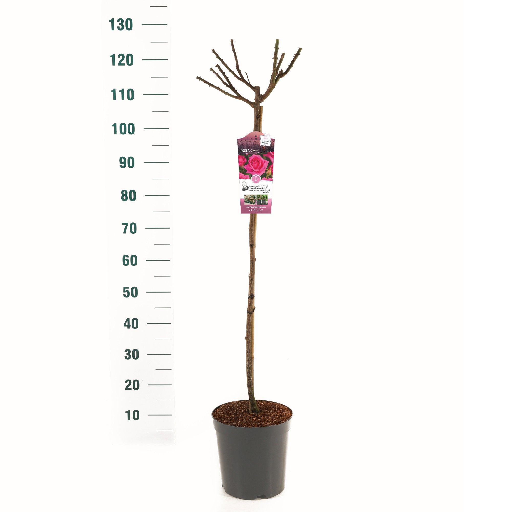 Rosa 'Criterion' - 90 Stam - Basic Collection, D 24