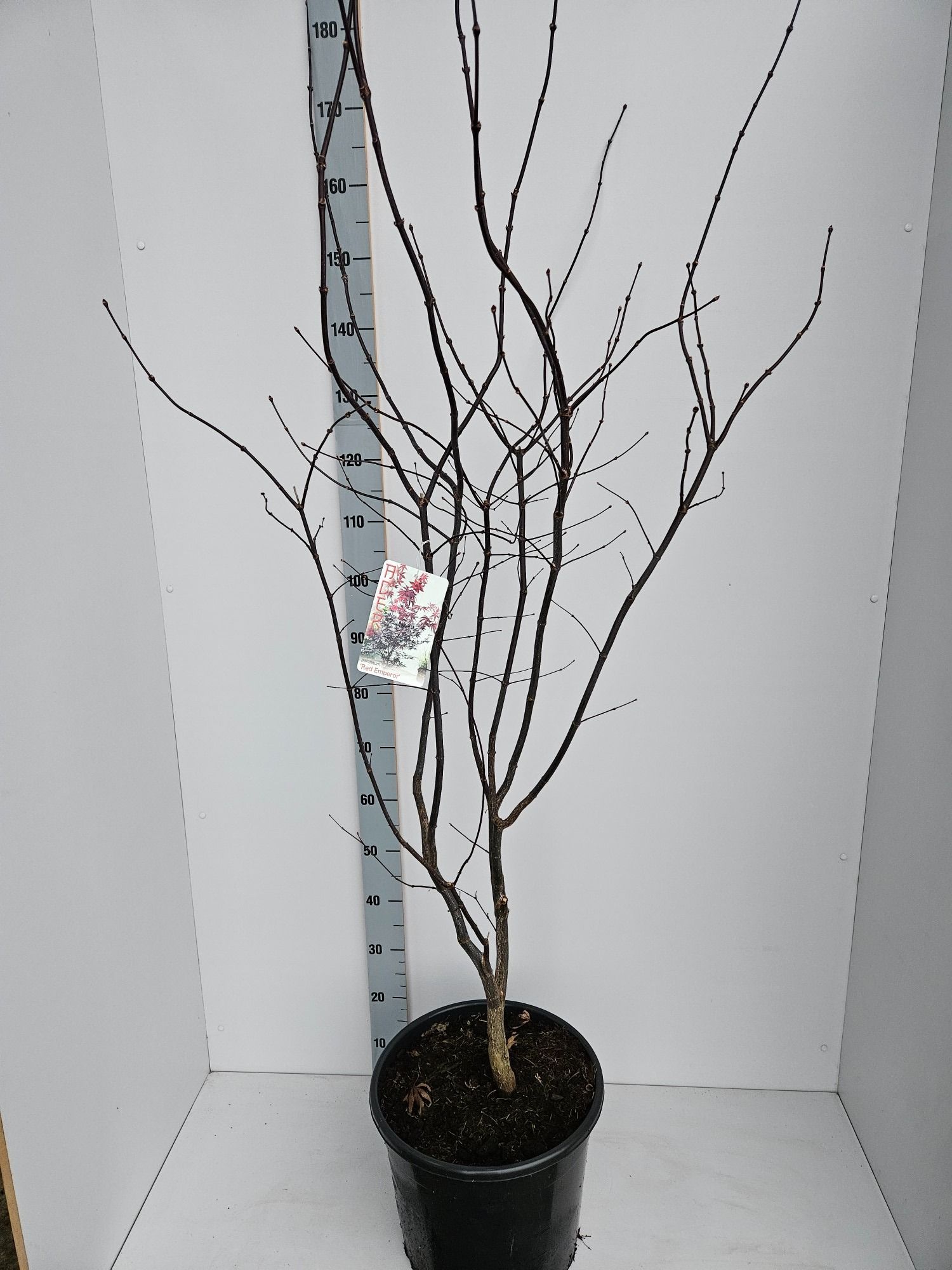 Acer palmatum 'Red Emperor', D 36