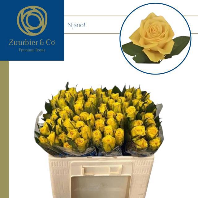 Роза од. Няно! 50, шт.