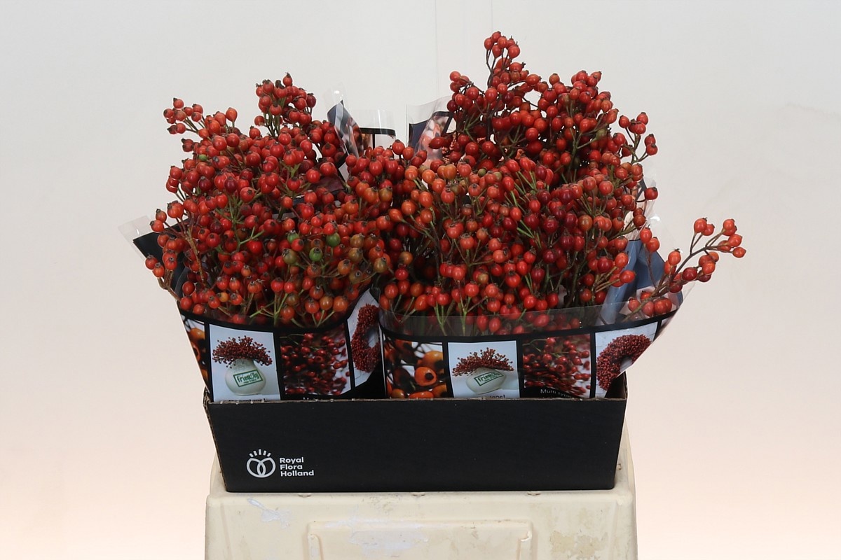 Рузботель Отем Роузфрутс 45, шт.