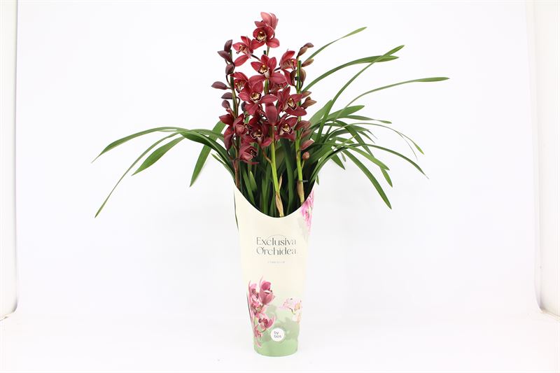 Potcover p14 exclusiva orchidea Cymbidium p14 Red Beauty Roy 3T, D 14 cm