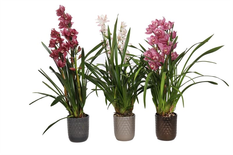 Vera p12 symmetric mix Cymbidium mix 2T10+, D 12