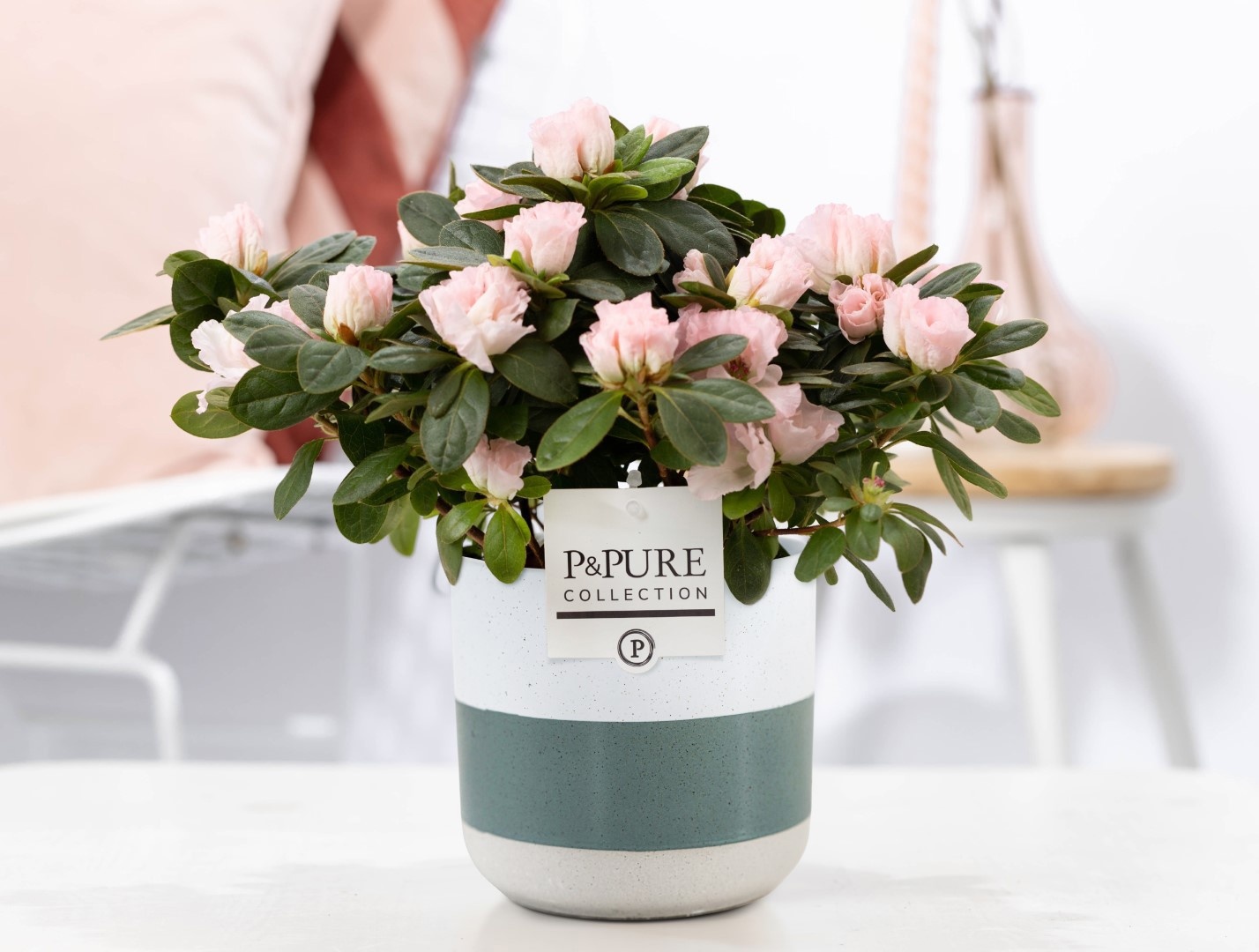 1st class Azalea pink in P&PURE Lauren ceramics, D 12