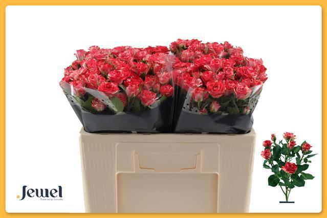 Роза куст. Фаеворкс 50, шт.