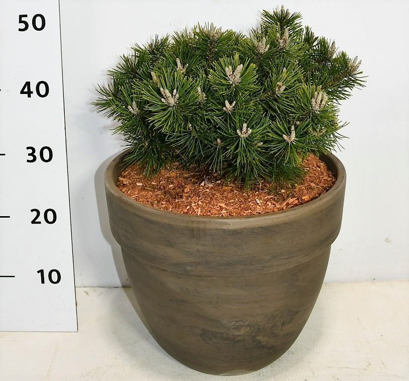 Pinus mugo 'Benjamin', D 35