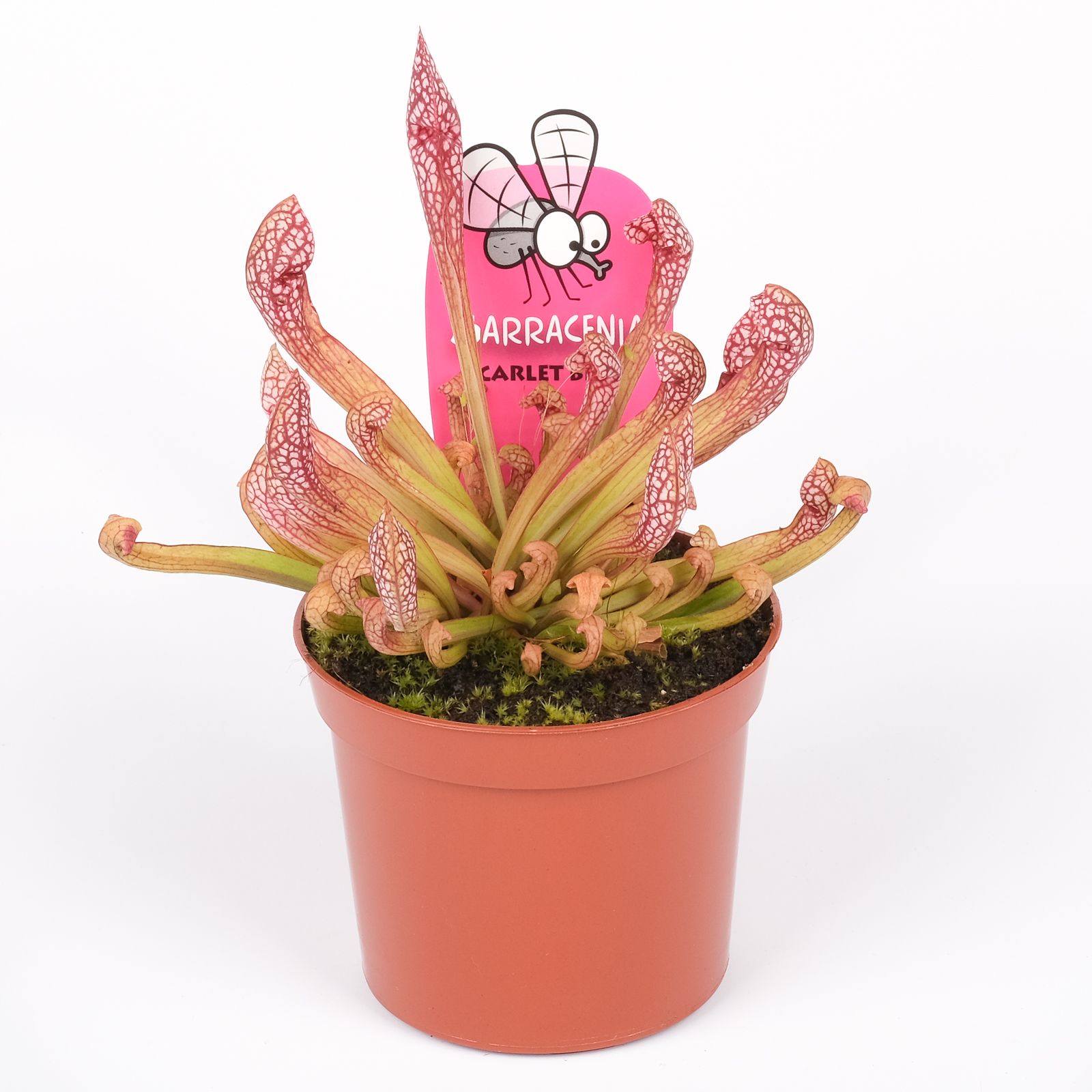 Sarracenia scarlet belle, D 8,5 cm