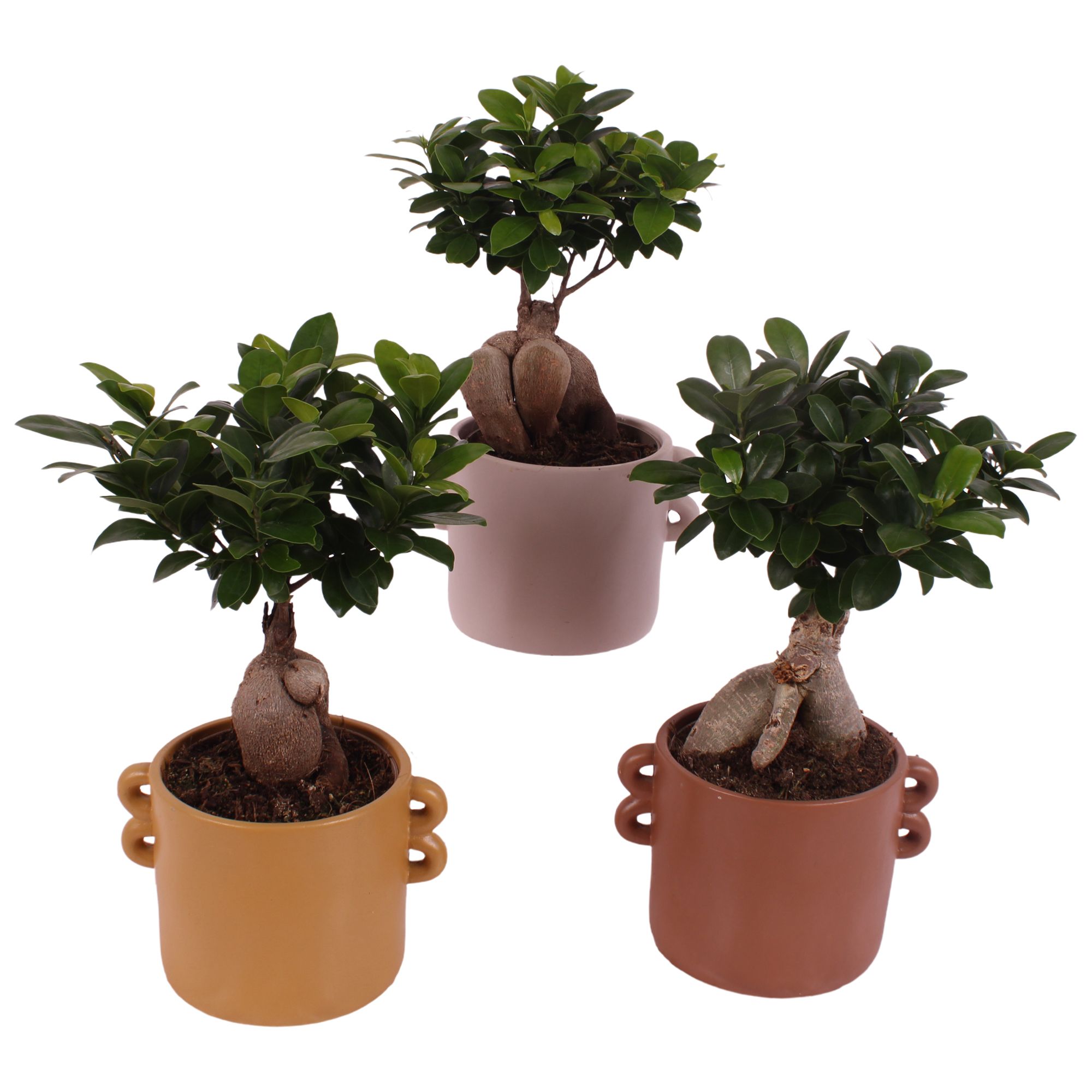 Ficus m. Ginseng Ball Shape Ø12cm in Ø17cm Ceramic EV562, D 17