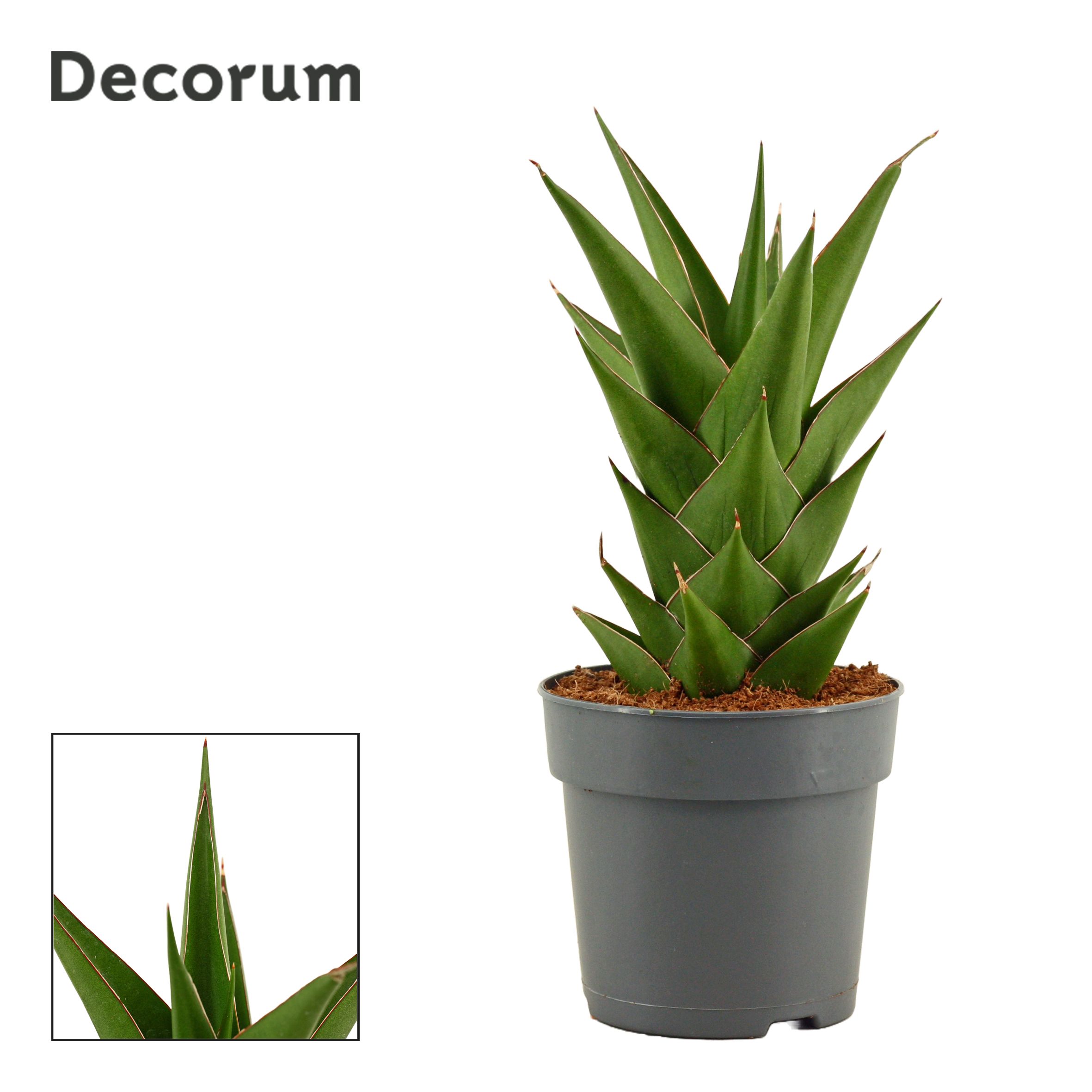 Sansevieria Temple Crown 12 cm (Decorum), D 12