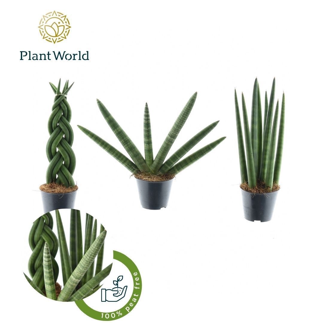 Sansevieria mix Gibson P8,5, D 8,5