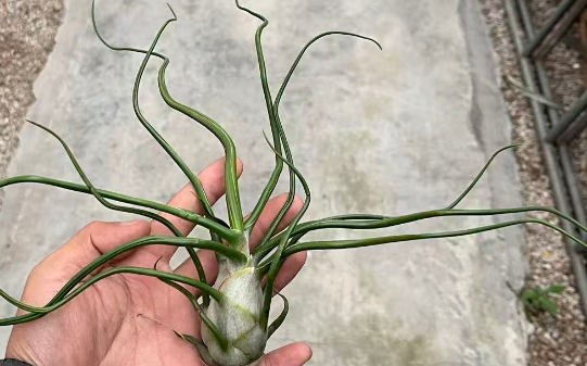 Гузмания Джаянт Октопус 6 28