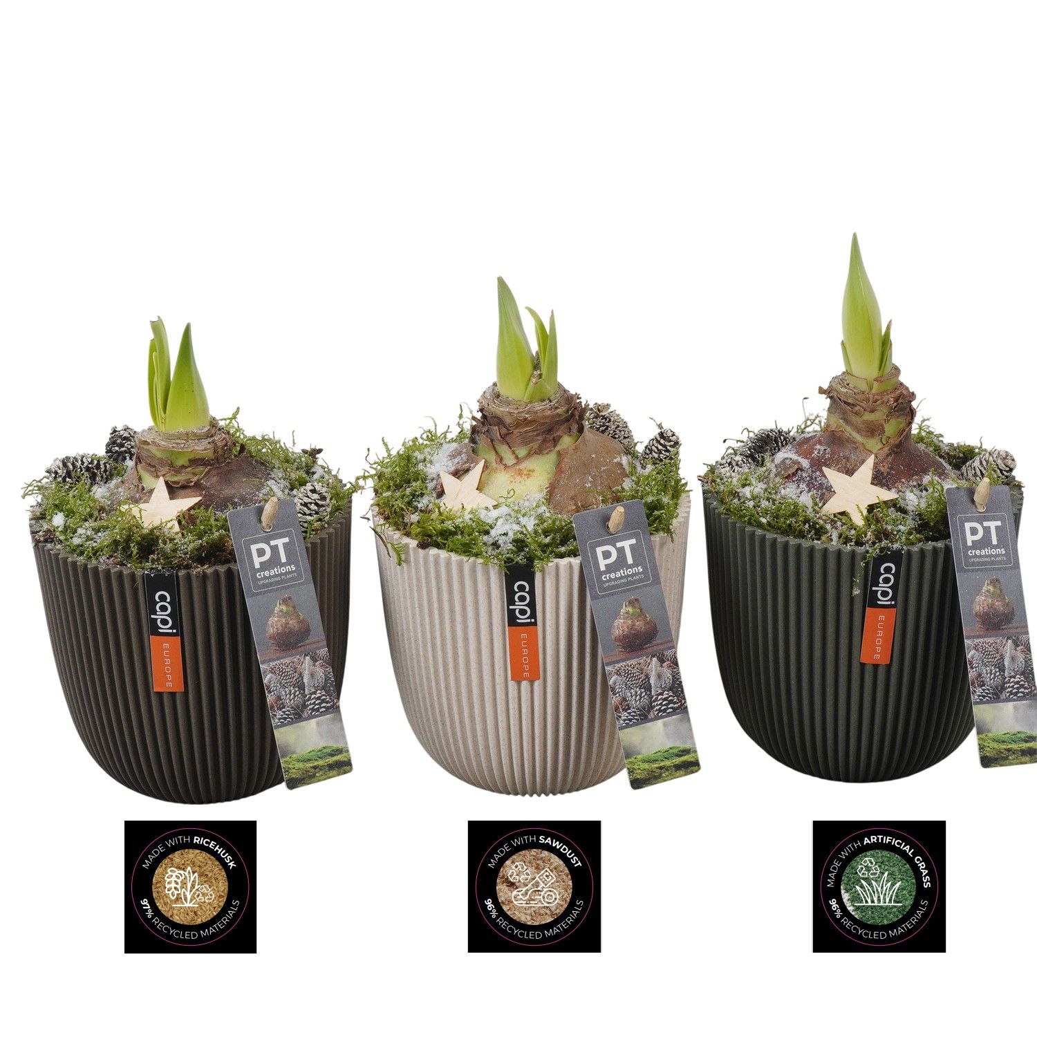 PTACH5922 Arrangement Amaryllis Christmas in capi pot, D 13 cm