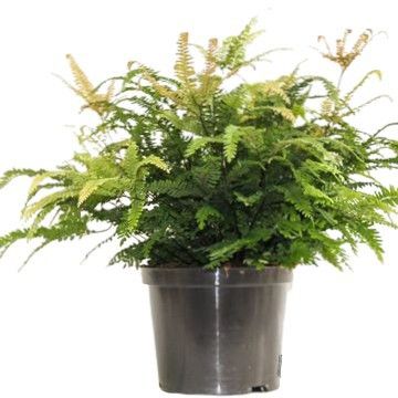 Adiantum 'Bronze Venus', D 24