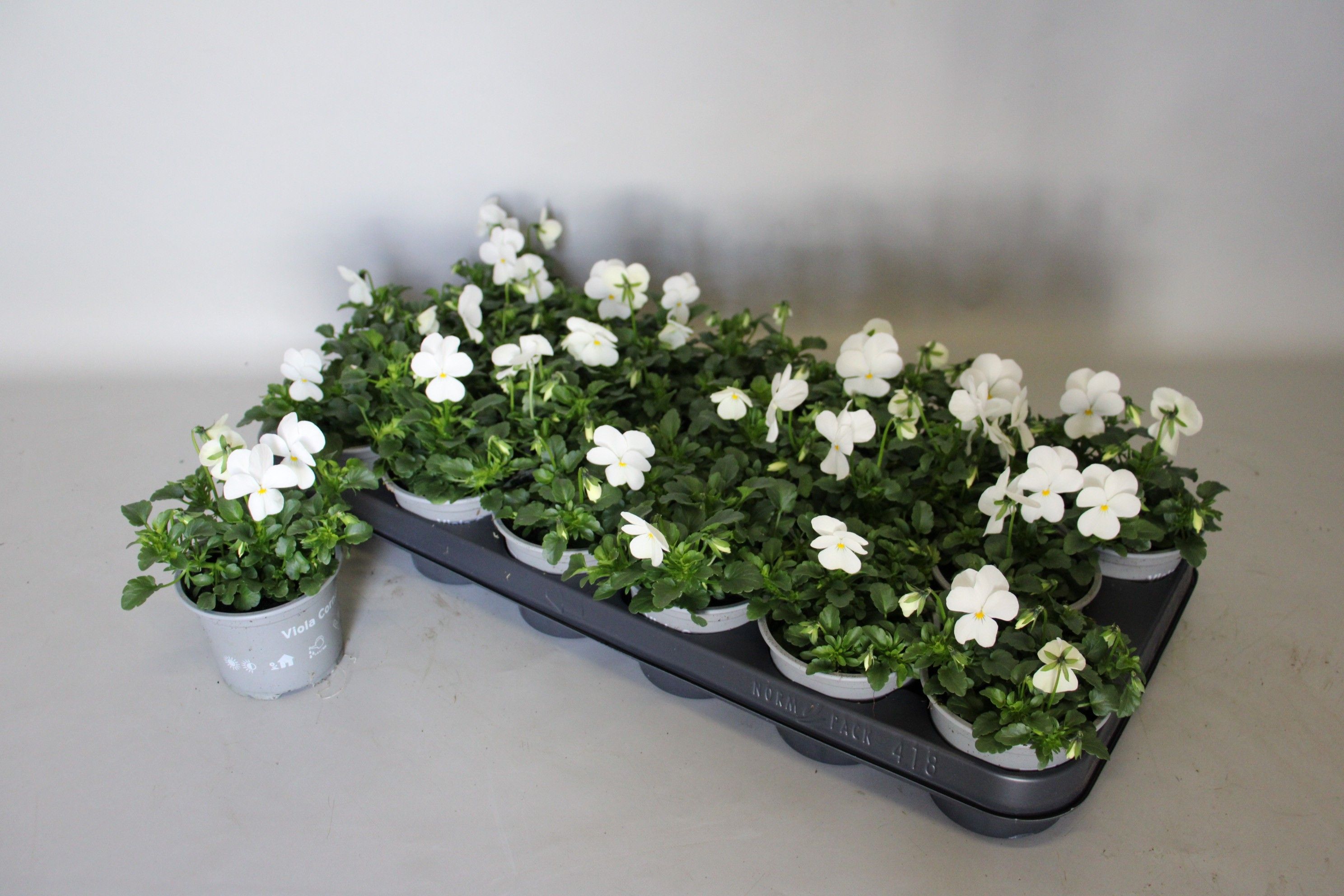 Viola cornuta 9 cm White, D 9 cm Viola cornuta 9 cm White, D 9 cm