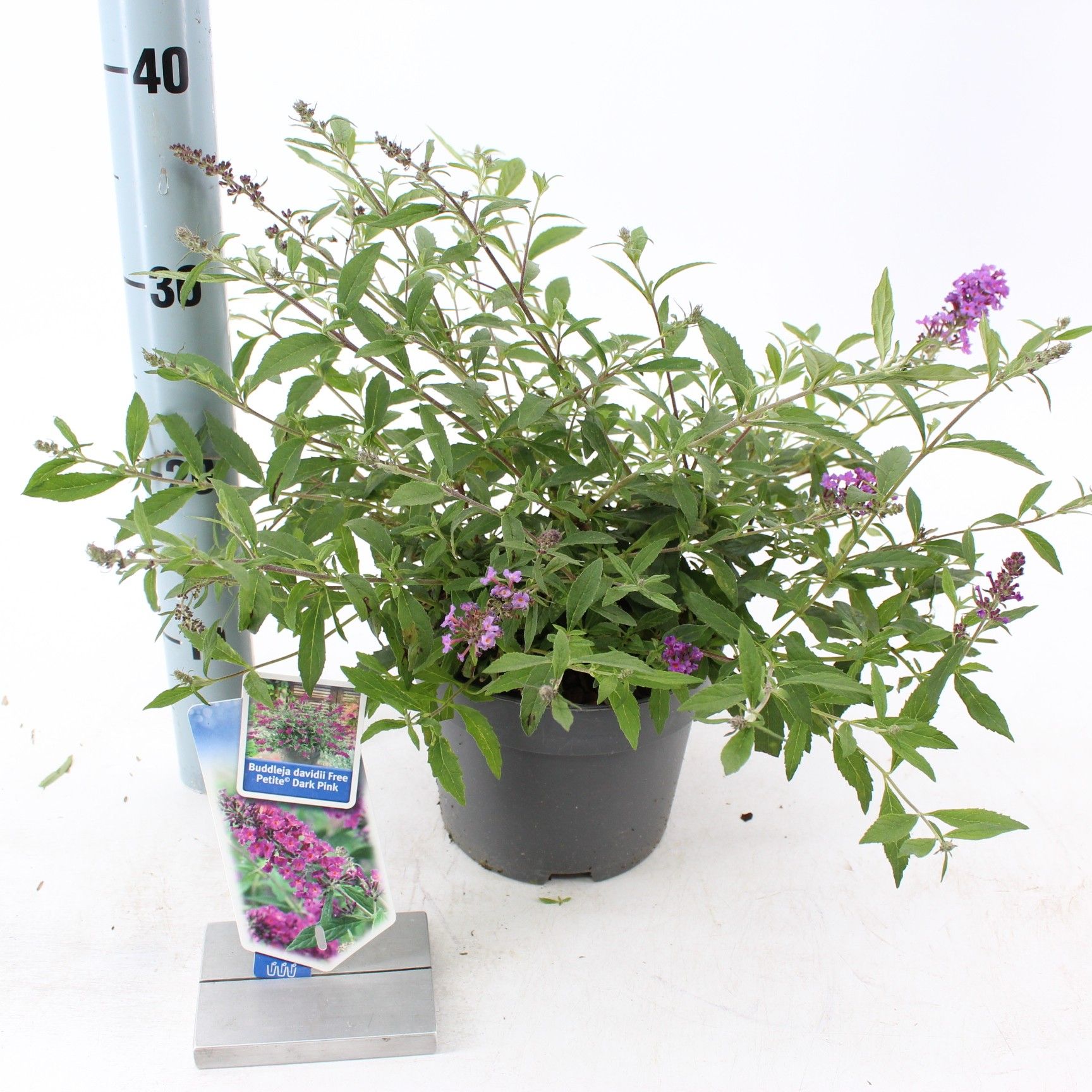 Buddleja dav. Free Petite© Dark Pink ('Podaras 10'PBR), D 17
