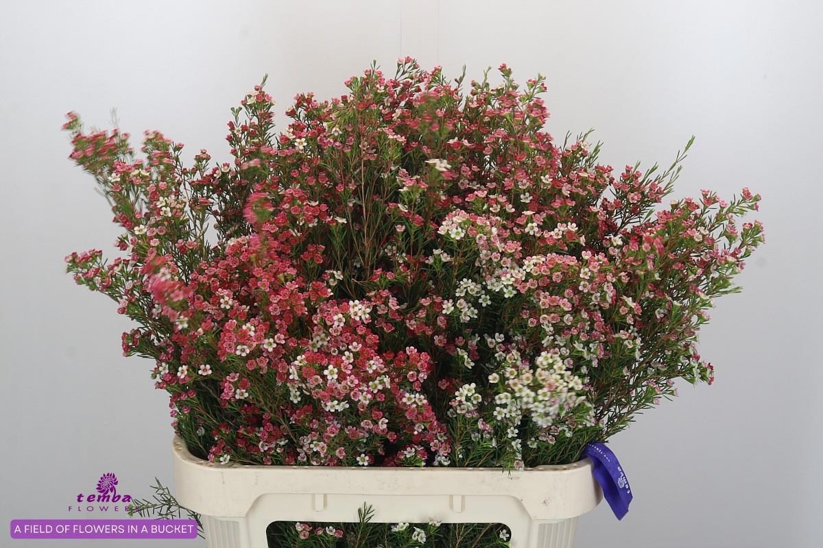 Шамелациум Май Свит Сикстин 80, шт.