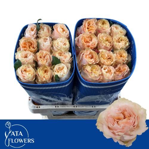 Роза од. Принцесс Краун 60, шт.