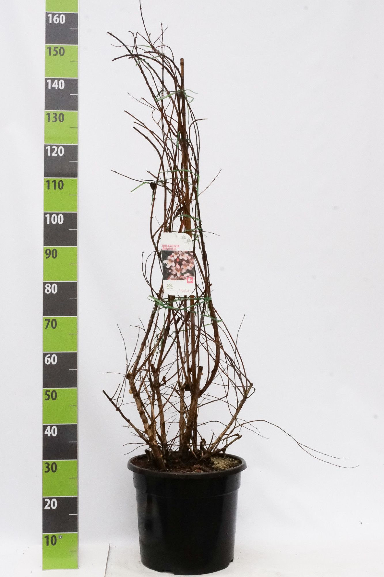 Kolkwitzia amabilis C 12, D 30