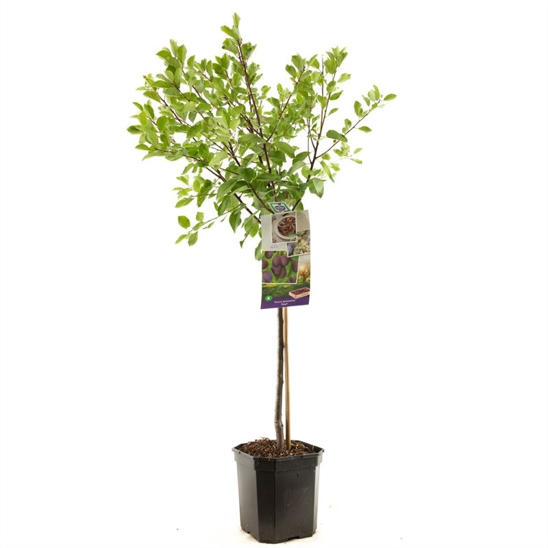 Prunus dom. Opal laagstam Blauwe pruim, D 24