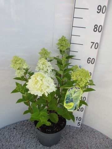 Hydrangea pan. Magical Candle struik P23, D 23 cm