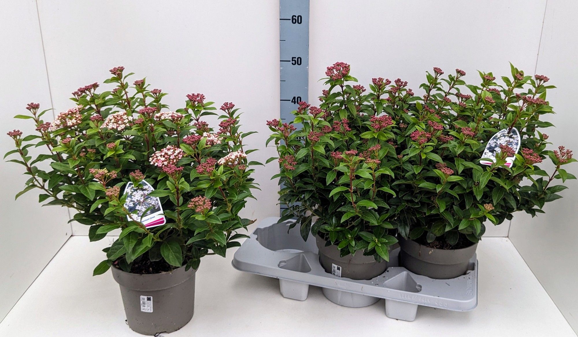 Viburnum tinus, wit, D 19