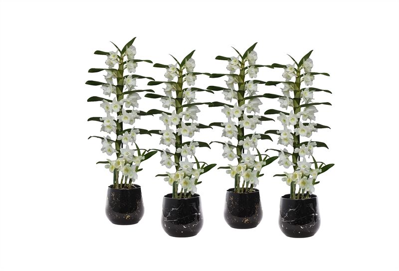 Stoneware p12 Rhonda gold Dendr Nobile mix 1T07+tros regular, D 12