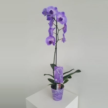 Wonder Purple 1 tak, D 12