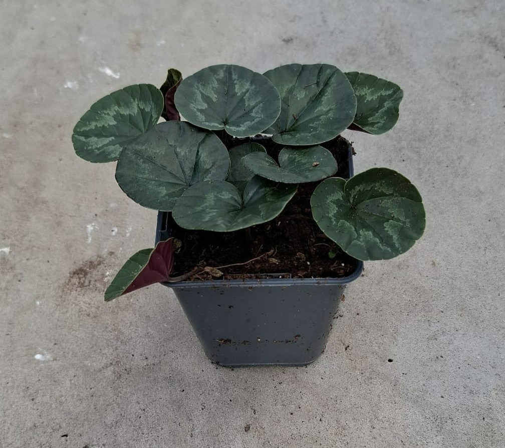 Cyclamen coum light rose 9 cm, D 9 cm