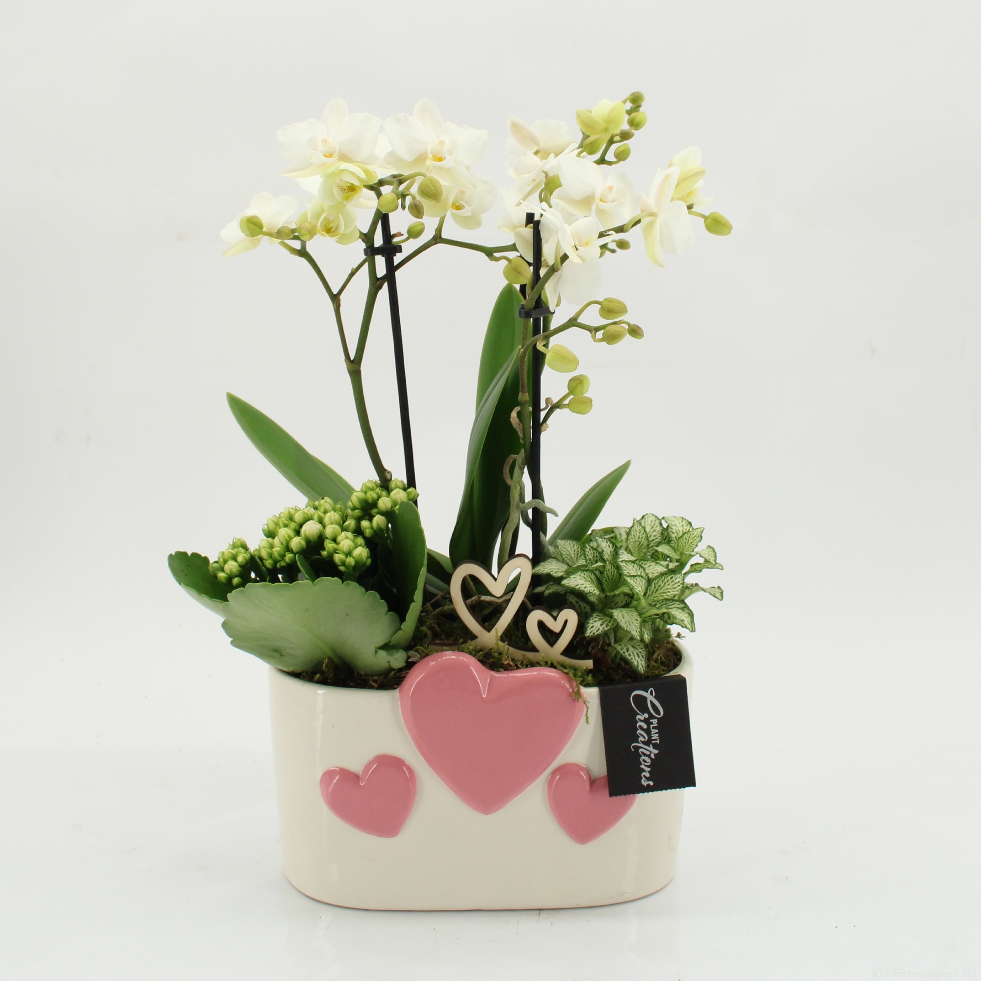 PHALRM-2604W Romantic Phalaenopsis, D 20