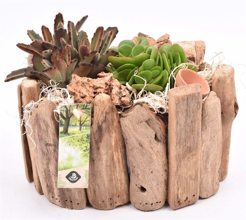 Druivenhout ovaal 21x14.5cm, D 21