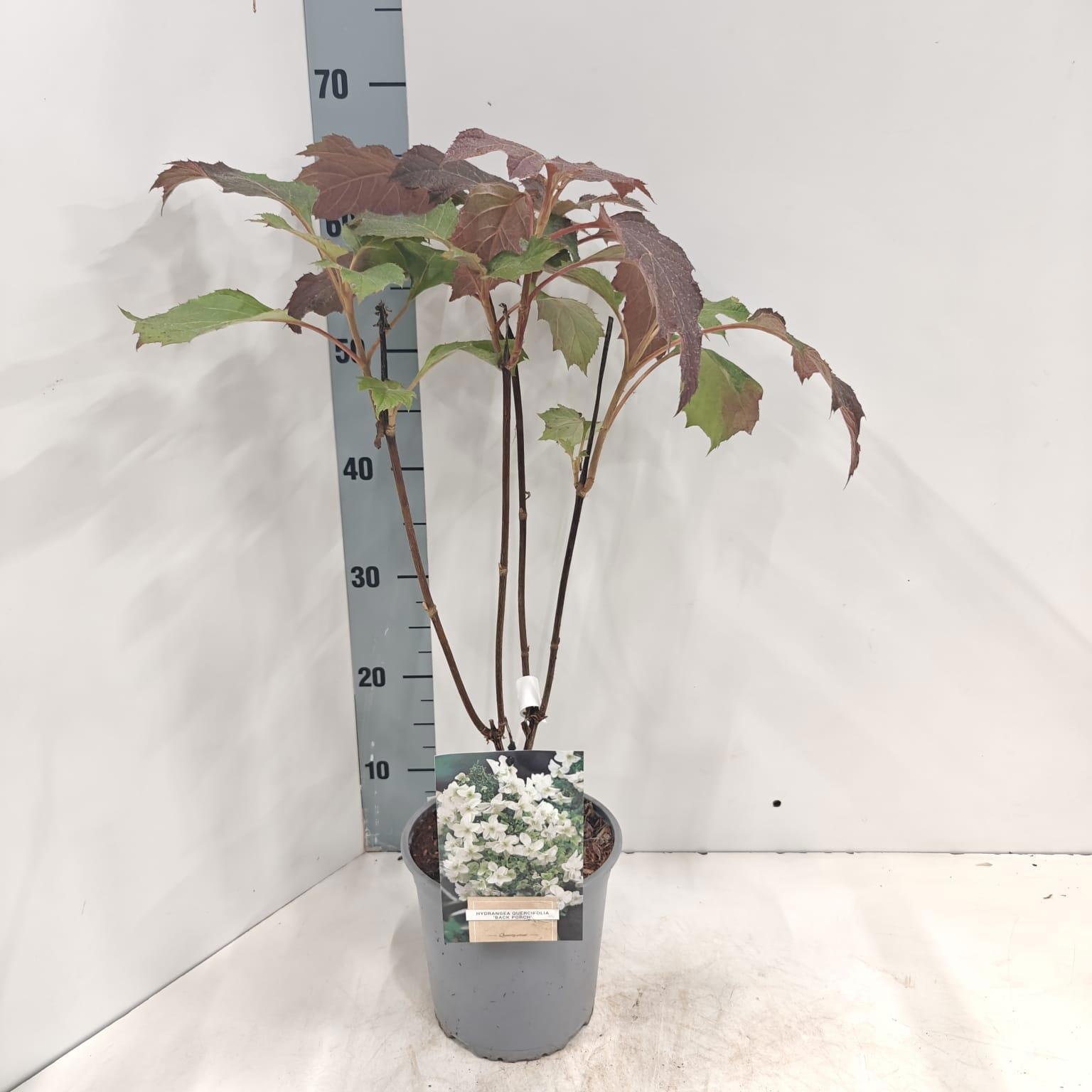 Hydrangea quercifolia 'Black Porch', D 17