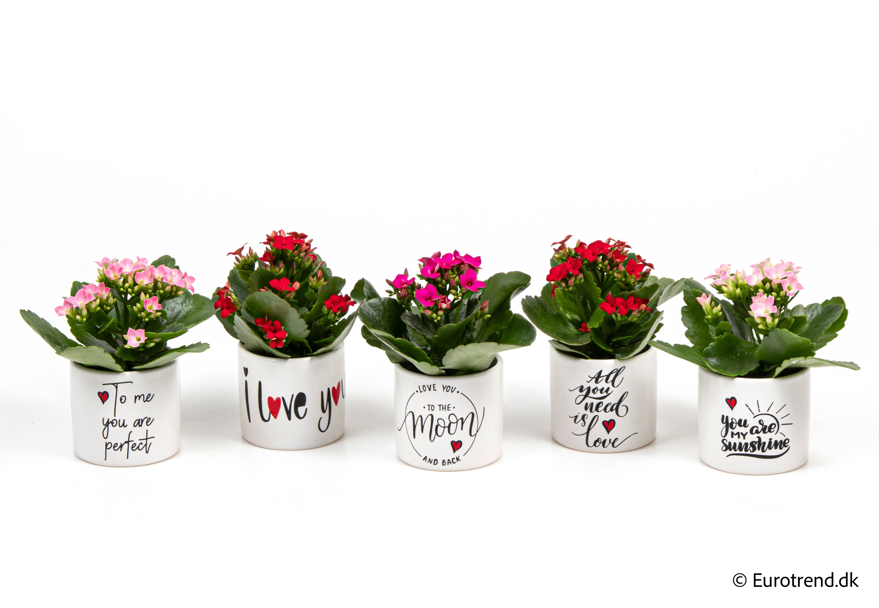 Kalanchoe in Valentine ceramic 2026, D 6