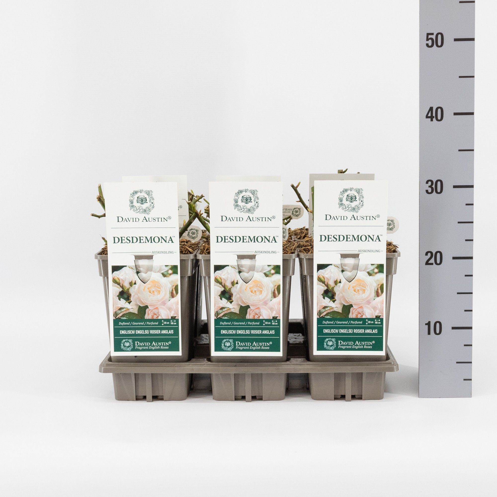 Rosa (Aus) Desdemona ®, C3, D 17