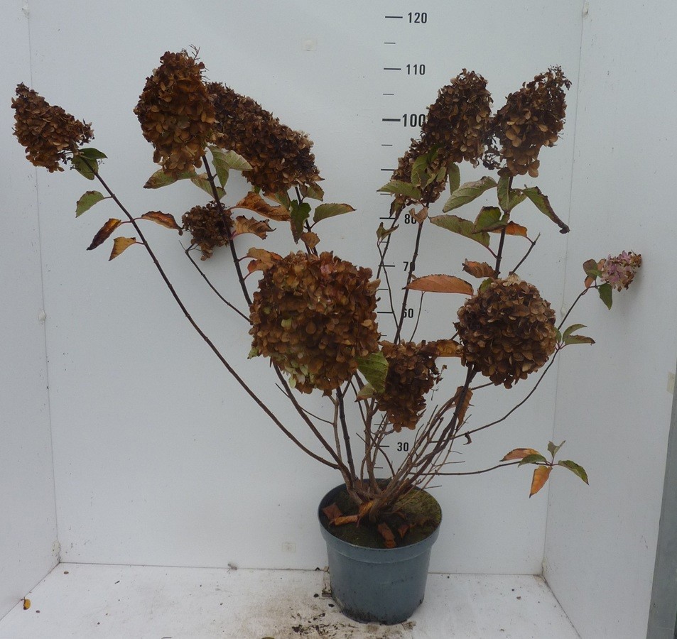 Hydrangea paniculata Fraise Melba ®, D 27
