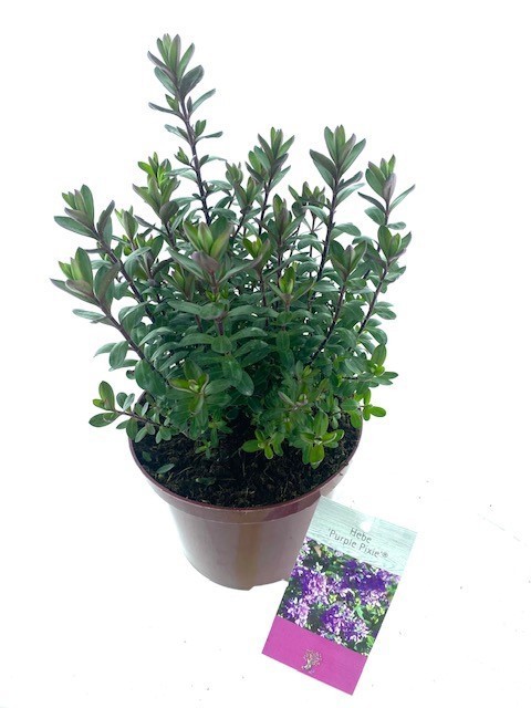 Hebe 'Purple Pixie' ®, D 17