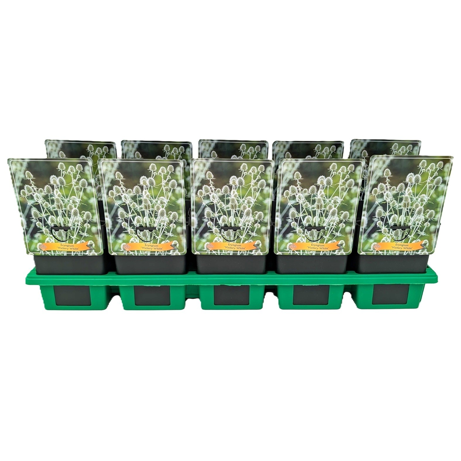 Eryngium 'Victory White' P11, D 11