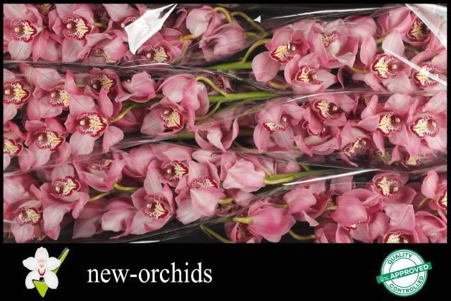 Цимбидиум Скай Скрепер x6 80, шт.