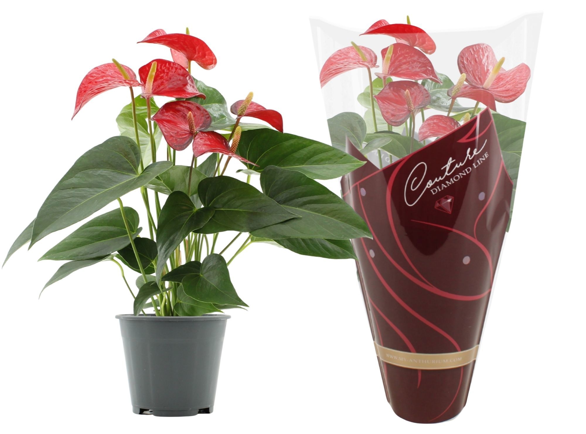 Anthurium 14 cm Red Bull in Couture Diamond Line Purple sleeve, D 14