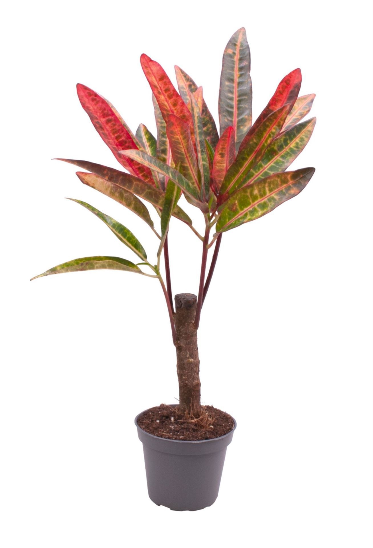 Codiaeum Excurrens, D 6