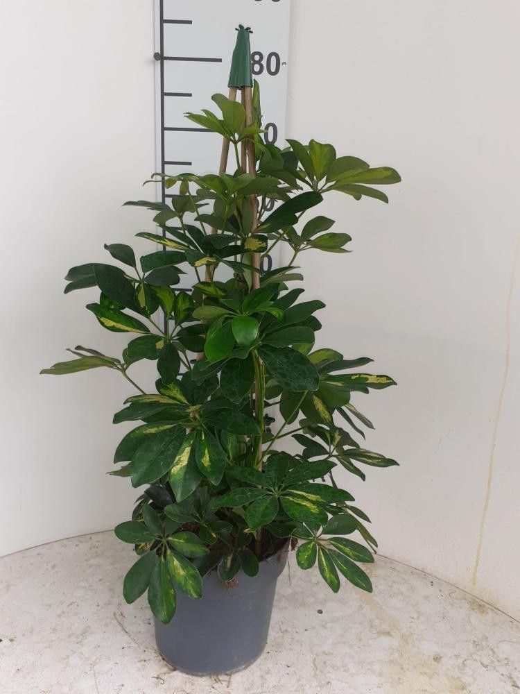 Schefflera Gold Capella P21, D 21 cm