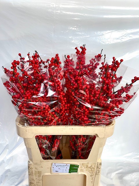 Илекс Красные ягоды 80, шт.