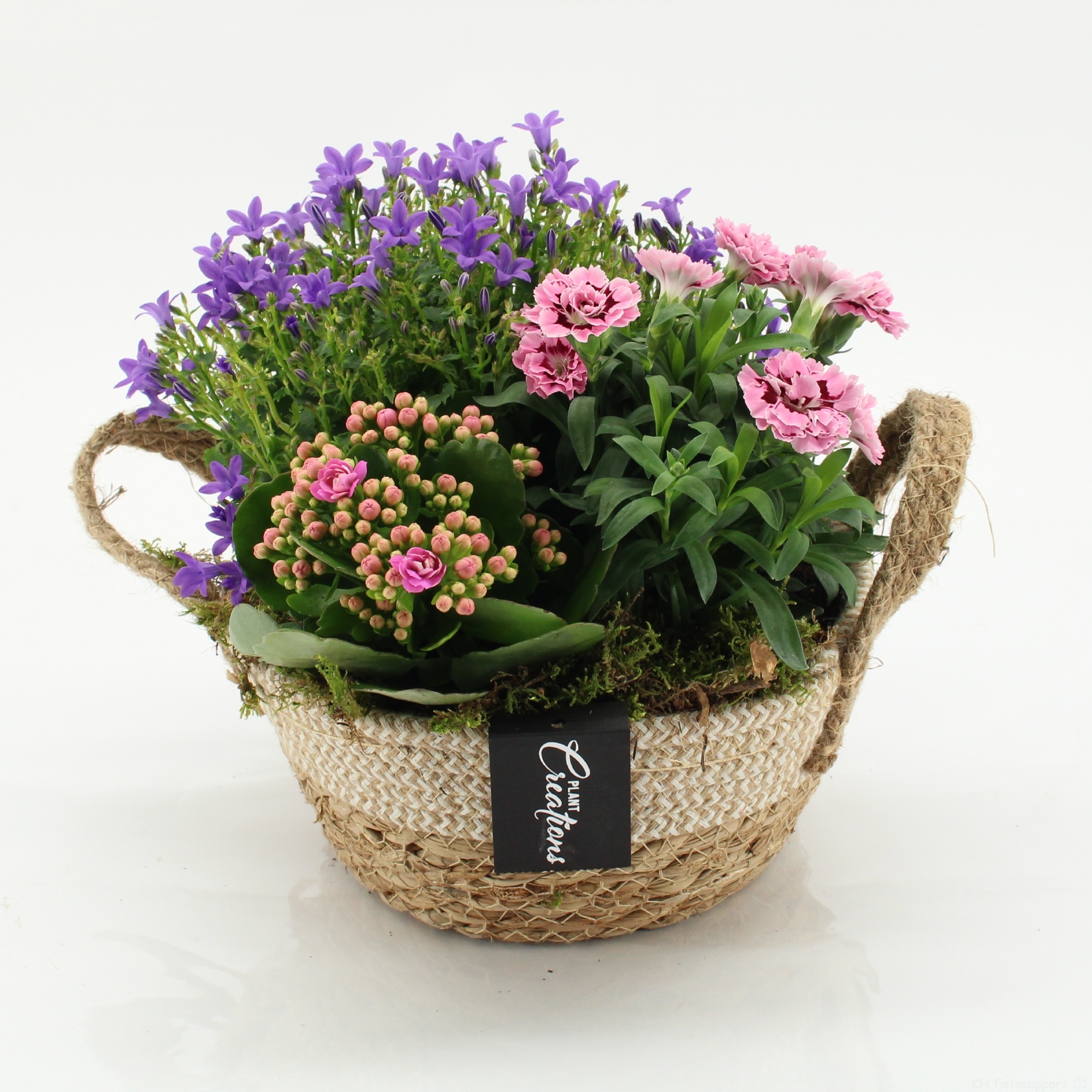 CACR-2606 Campanula creations, D 21