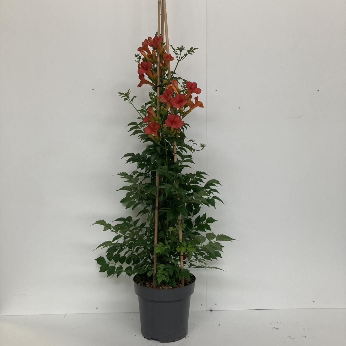 Campsis t. 'Mme Galen', D 31 cm
